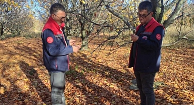 Akşehir Kirazında Saha İncelemeleri Devam Ediyor