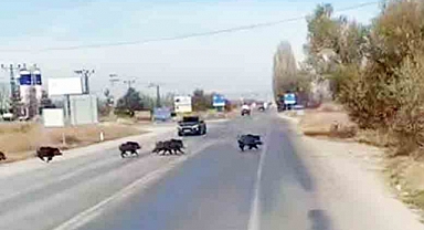 Beyşehir'de kara yolunu yaban domuzu sürü kesti 