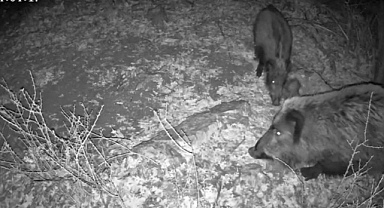 Fotokapandan Etkileyen Kareler: Yaban Domuzu Çamurda, Kurt Avda Yakalandı