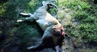 Yaban keçisi avına 1 milyon 880 bin TL ceza