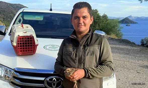 Yasadışı Kınalı Keklik satışına 28 bin TL ceza