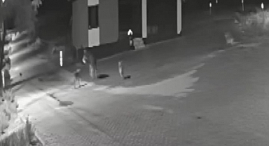 Aç kurtlar mahalleye indi: Eşeğe saldırdı