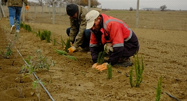 Akşehir Belediyesi kırsala tarımsal destek verdi: 5.500 lavanta fidanı dikildi
