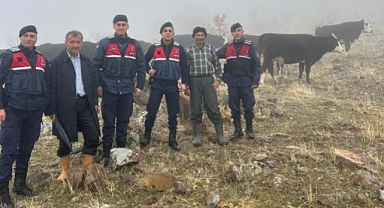 Hayvanları kaybolan kişinin imdadına jandarma yetişti
