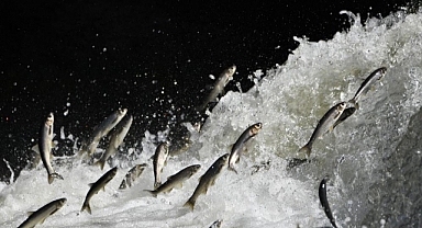 İnci kefalinde tehlike büyüyor: Nesil ciddi tehdit altında