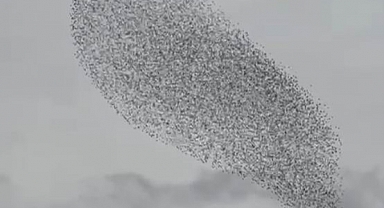 Karapınar’da sığırcıklar görsel şölen sundu