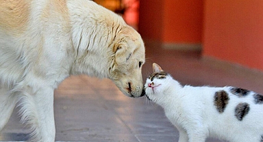 Kedi ve köpeklerin kimliklendirme çalışmasıyla ilgili önemli açıklama 