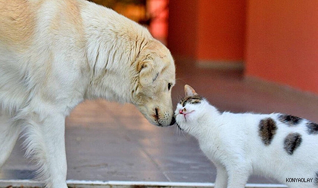 Kedi ve köpeklerin kimliklendirme çalışmasıyla ilgili önemli açıklama