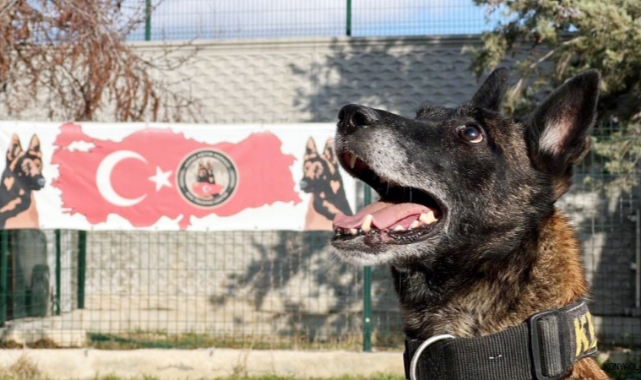 Narkotik köpekleri, uyuşturucu tacirlerinin