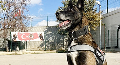 Narkotik köpekleri, uyuşturucu tacirlerinin