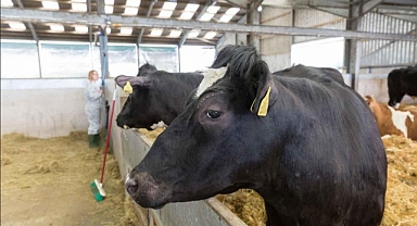 Uzmanlar şap hastalığına karşı alınması gereken önlemleri anlattı 