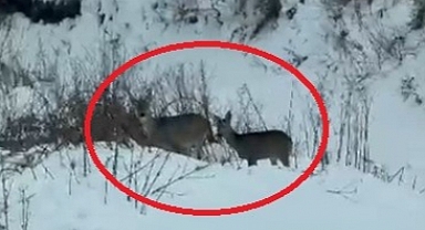 Akdağ'da karacalar görüntülendi