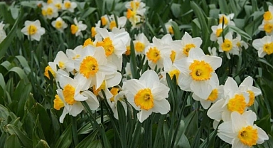 Bayındır'da yetişen nergis, bilimde öne çıkıyor