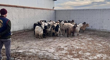 Çalınan koyunlar jandarma tarafından bulundu