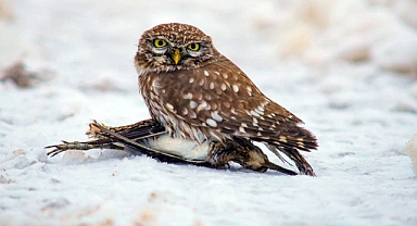 Doğada hayatta kalma mücadelesi   