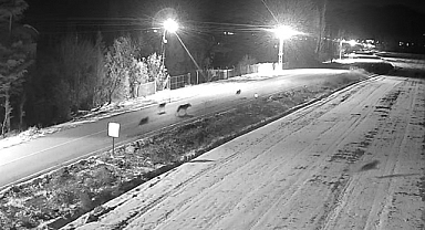 Ereğli’de kurt sürüsü görüntülendi 