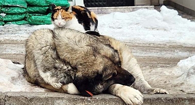 Kedi ile köpeğin dostluğu içleri ısıttı
