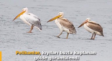 Kuş severler akın etti