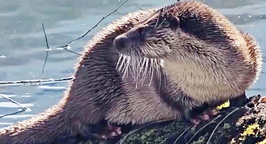 Nesli tükenmekte olan su samuru görüntülendi   