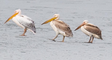 Pelikanlar, kıyıları buzla kaplanan gölde görüntülendi