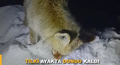 Tilkiyi ayakta donduran soğuk