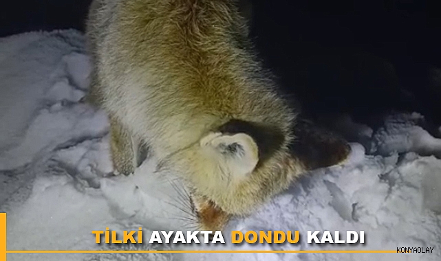 Tilkiyi ayakta donduran soğuk