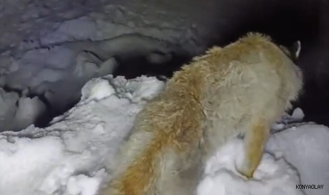 Tilkiyi ayakta donduran soğuk