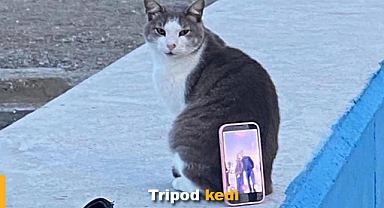 Tripod yerine kediyi kullandılar
