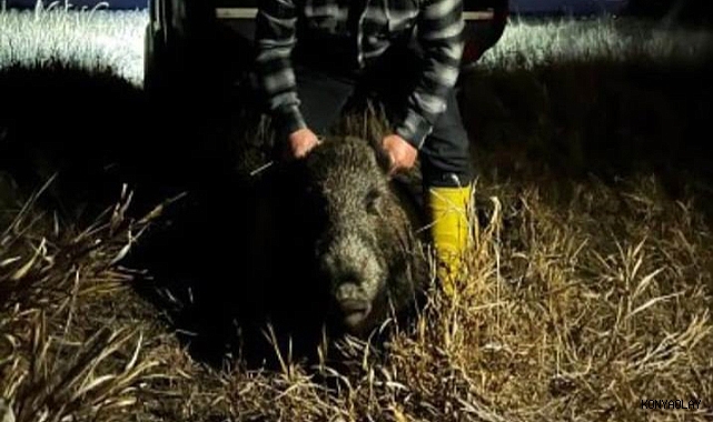 Yaban domuzunu elleriyle yakaladı