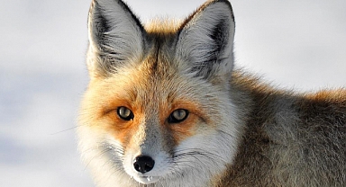 Yaban hayvanlarının yerleşim yerlerine inmesi endişelendiriyor