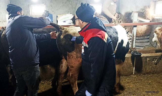  Beyşehir’de şap ile mücadelede çalışmaları   