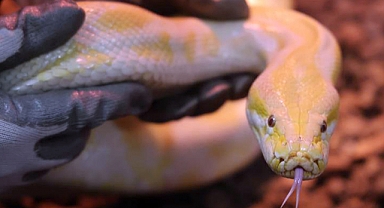 El konulan nesli tehlike altındaki piton Konya'da koruma altına alındı   