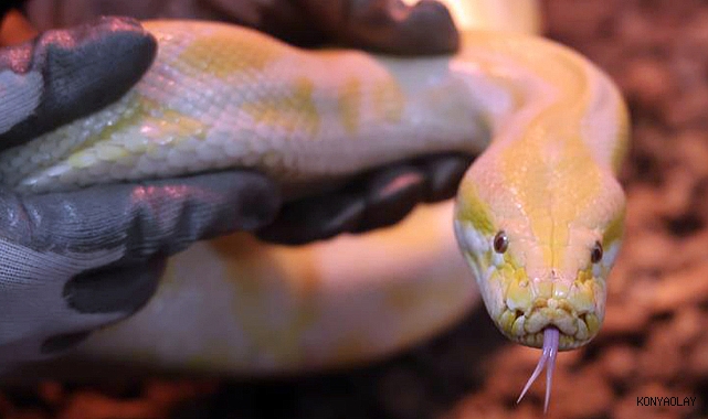 El konulan nesli tehlike altındaki piton Konya'da koruma altına alındı   