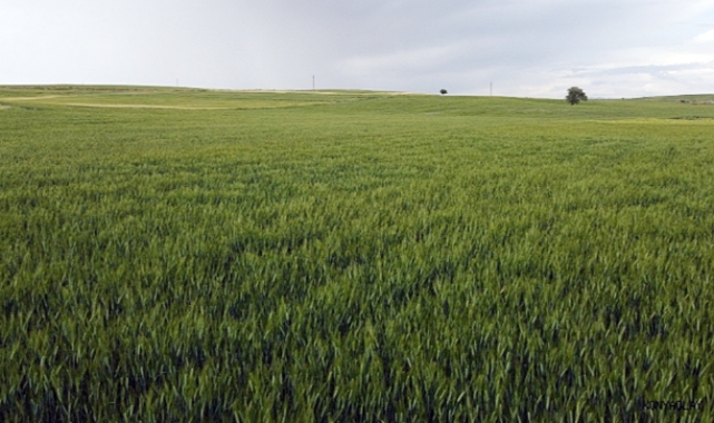 Konya'da yüksek kesimler yağışa doydu