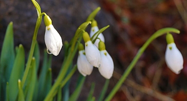 Konya'nın yüksek kesimlerinde kardelenler açtı
