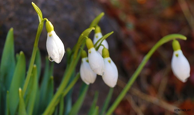 Konya'nın yüksek kesimlerinde kardelenler açtı