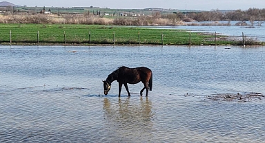 Milyonluk yarış atları su altında kaldı