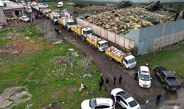 50 ton bozuk tavuk eti ele geçirildi: 8 kamyon dolusu ürün imha edildi