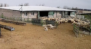 Başıboş köpek çiftliğe girip koyunları kovaladı, çiftliğin köpeğinin umrumda olmadı