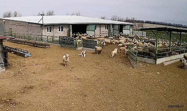 Başıboş köpek çiftliğe girip koyunları kovaladı, çiftliğin köpeğinin umrumda olmadı
