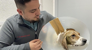 Beyninde tümör bulunan sokak köpeği ameliyatla hayata tutundu