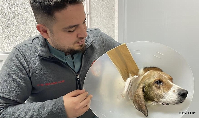 Beyninde tümör bulunan sokak köpeği ameliyatla hayata tutundu