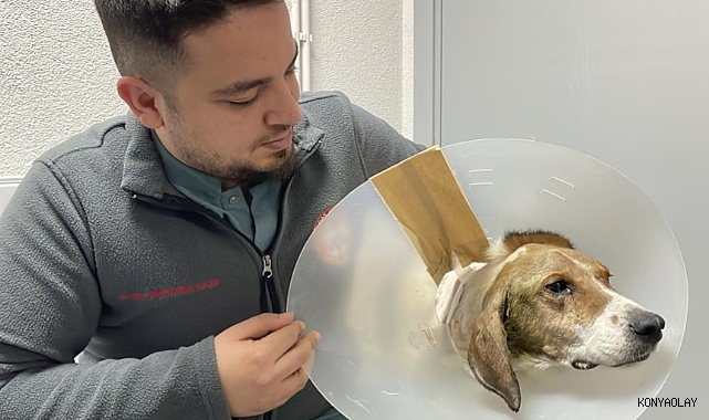 Beyninde tümör bulunan sokak köpeği ameliyatla hayata tutundu