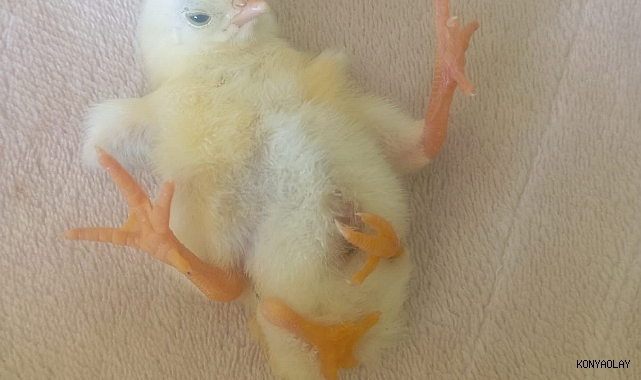 Dört ayaklı civciv şaşırttı