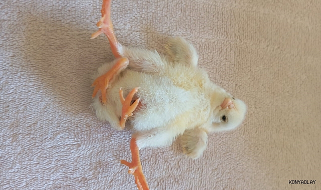 Dört ayaklı civciv şaşırttı