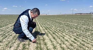 Karapınar’da hububat ekili alanlarda gelişim iyi