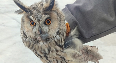 Karapınar’da yaralı baykuş tedaviye alındı