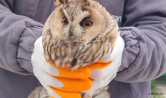 Karapınar’da yaralı baykuş tedaviye alındı