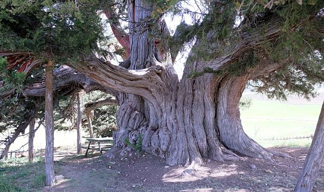 Konya'da dalını kıranın evini yakan gizemli 2 bin yıllık ağaç