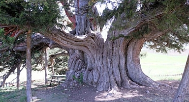 Konya'da dalını kıranın evini yakan gizemli 2 bin yıllık ağaç